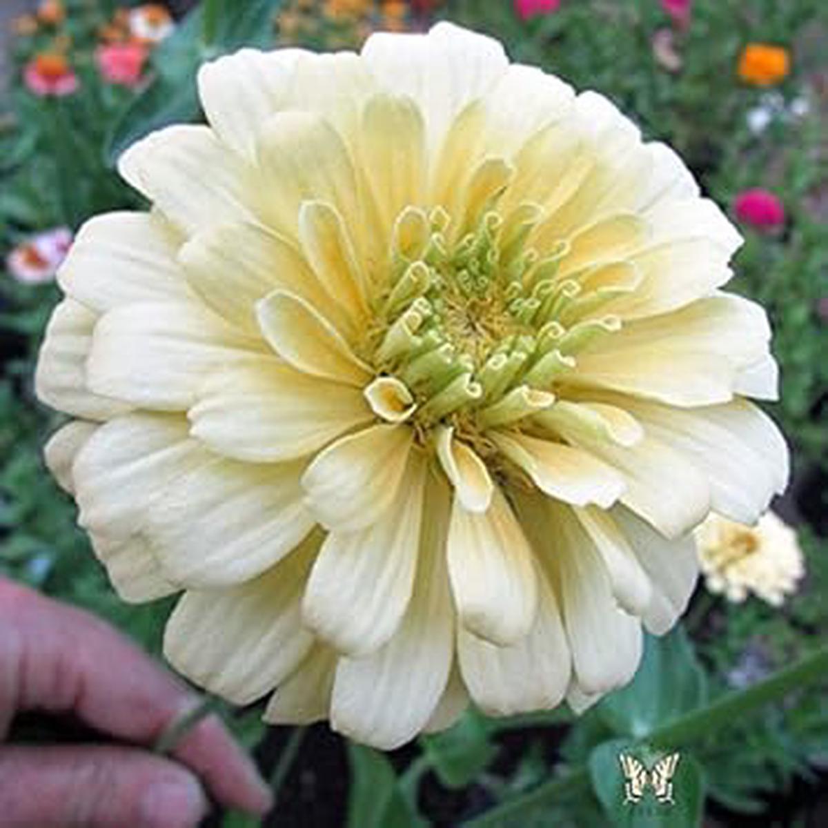 White Yellow Zinnia Flower Seeds for Planting  Vibrant, Heirloom, Non-GMO, High Germination Garden Seeds