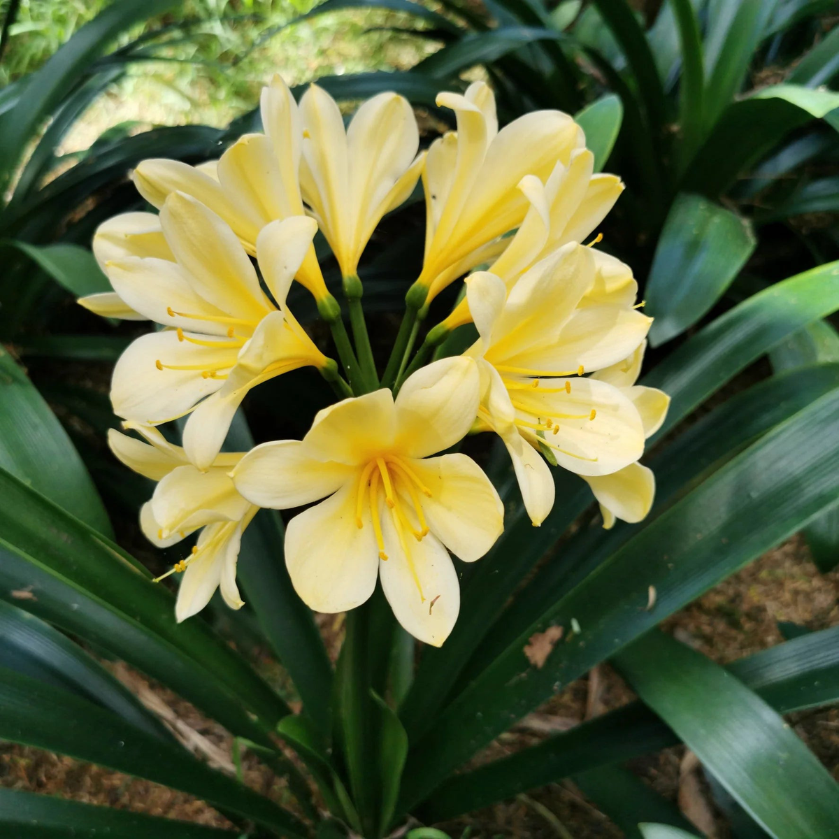 Yellow Clivia (Clivia miniata) Flower Seeds for Planting  Heirloom, Non-GMO, Shade-Loving, Perennial