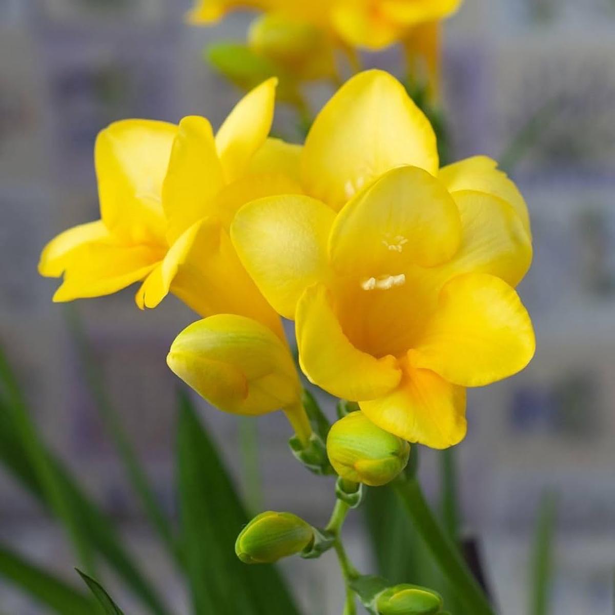 Yellow Freesias Flower Seeds for Planting Heirloom, Non-GMO, High Germination Cut-Flower Favorite