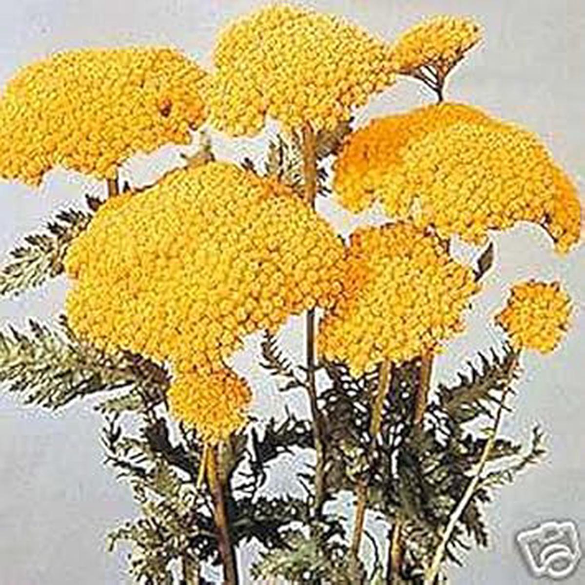 Yellow Yarrow Flower Seeds for Planting - Heirloom, Non-GMO, High Germination Organic Garden Seeds