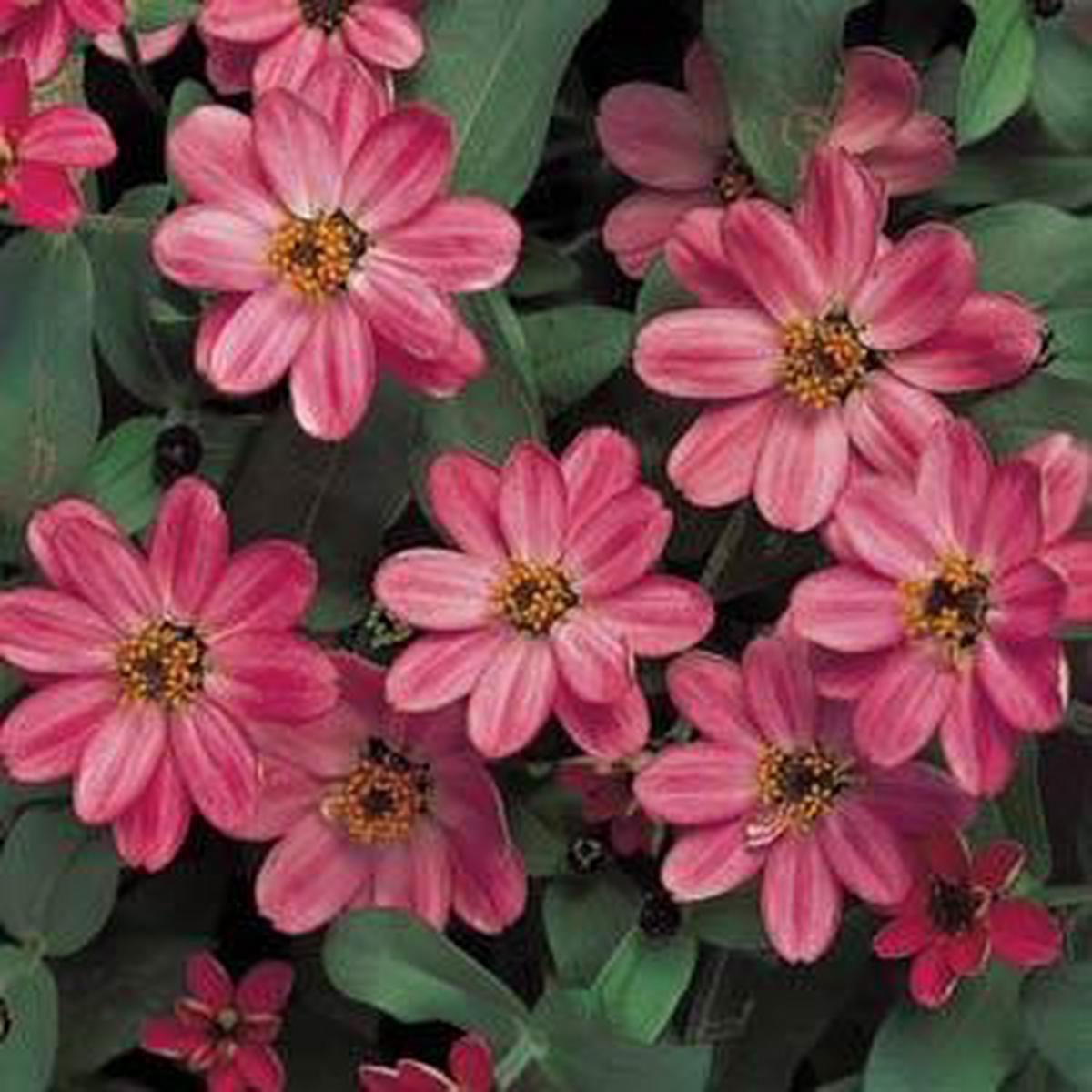 Zinnia Profusion Coral Pink - 5 seeds