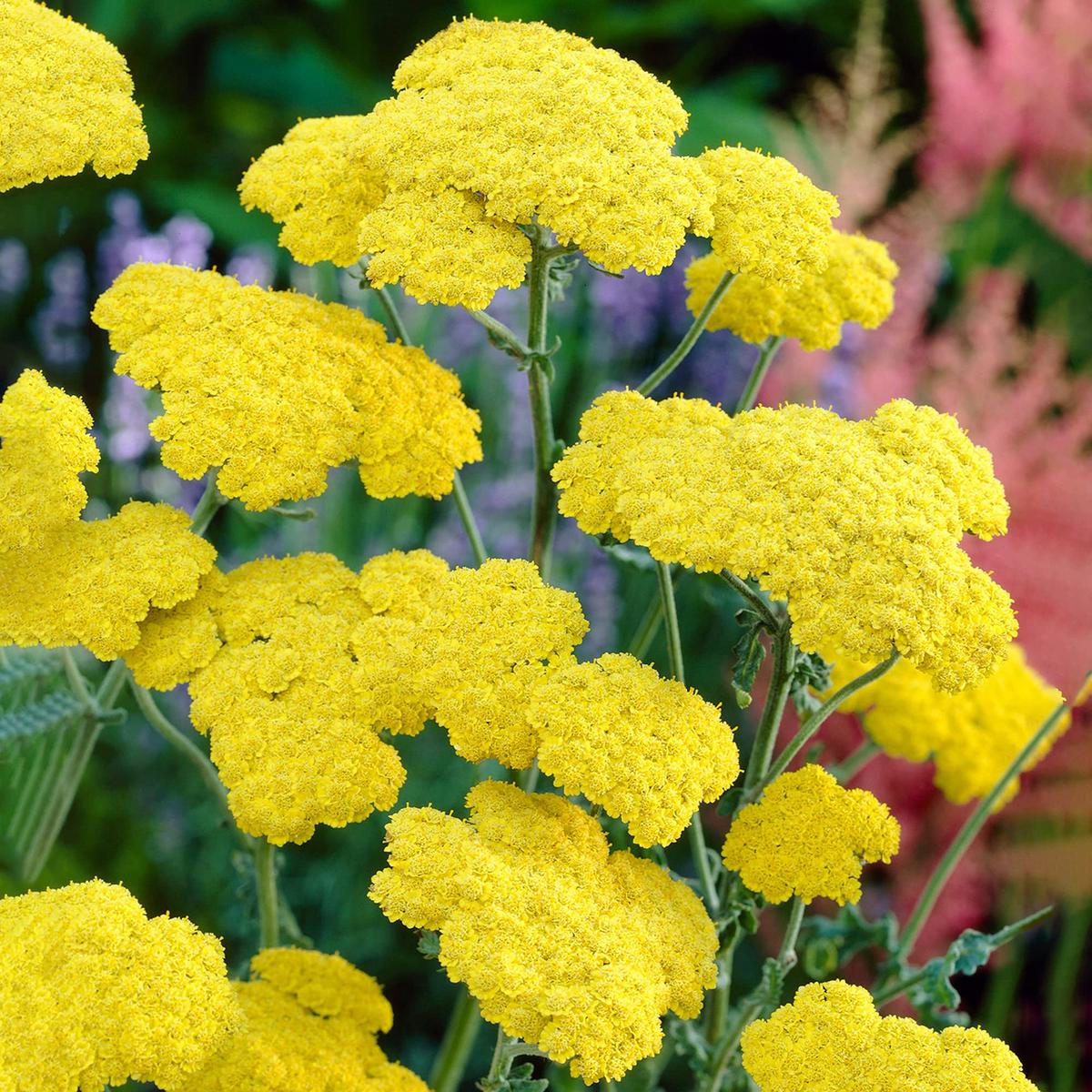 Achillea 'Moonshine' Seeds for Planting  Heirloom, Non-GMO, Bright Yellow, Perennial