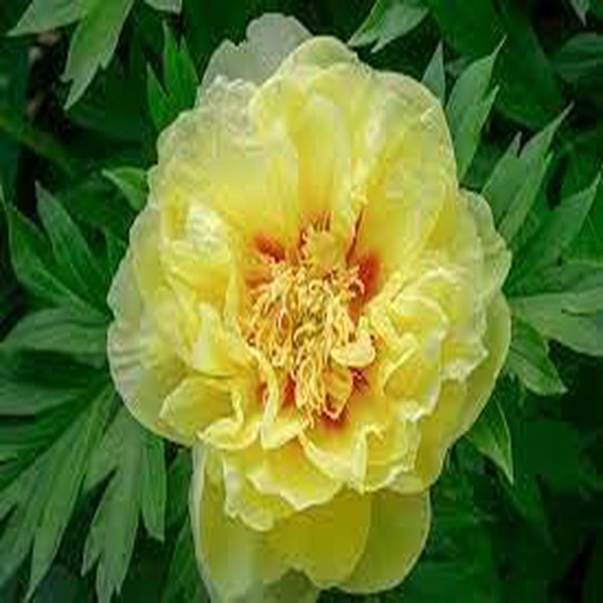 Bartzella Flower seeds for Planting - Hardy Variety, Heirloom & GMO Free Seeds for Home Garden