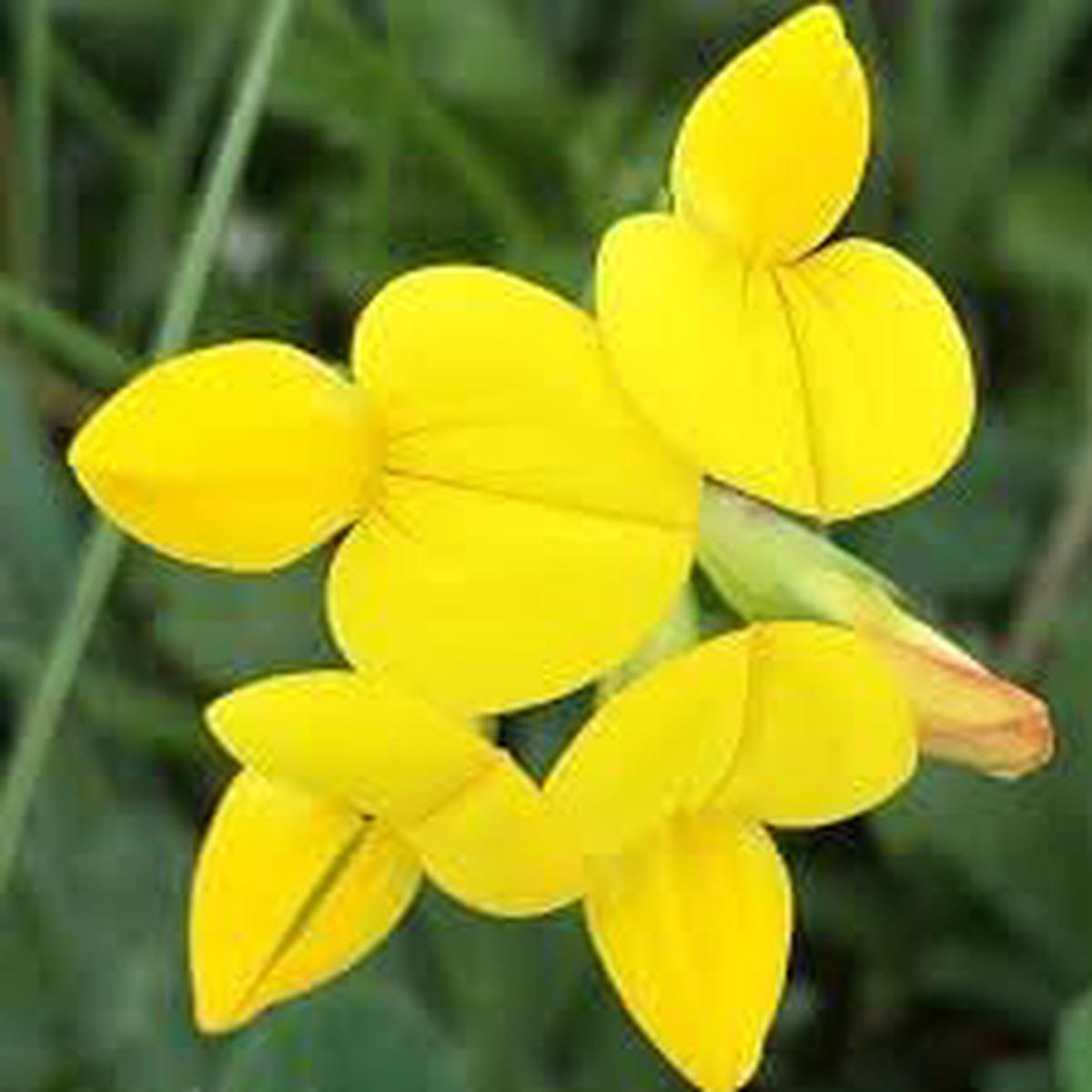 Birdsfoot Flower seeds for Planting - Sun Loving, Heirloom & GMO Free Seeds for Home Garden