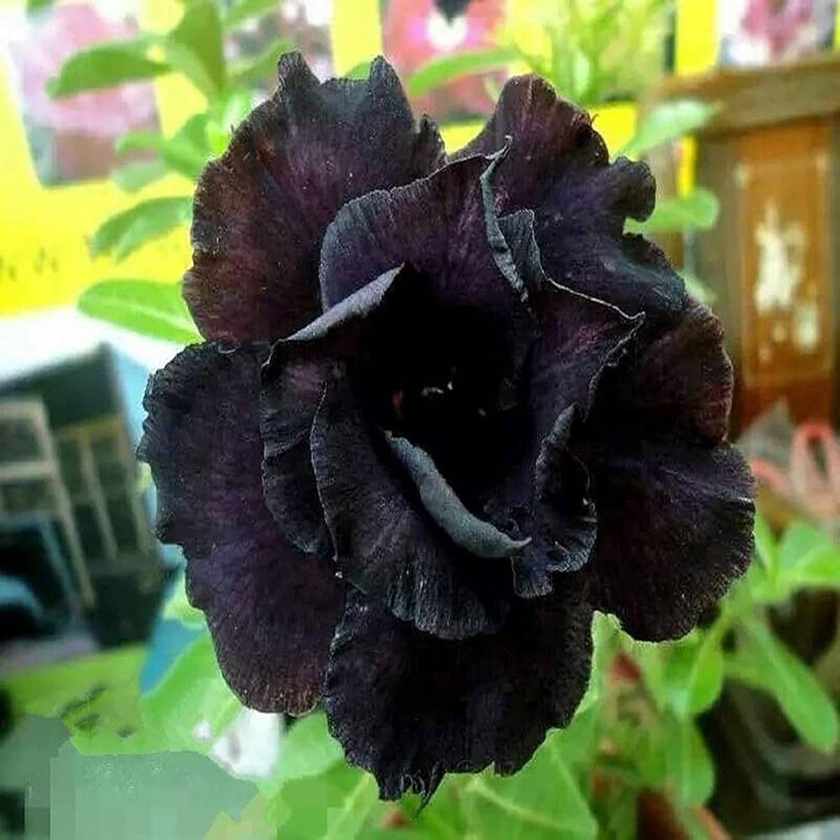 Black Adenium Flower Seeds for Planting Heirloom Non-GMO, High Germination Organic Garden Seeds