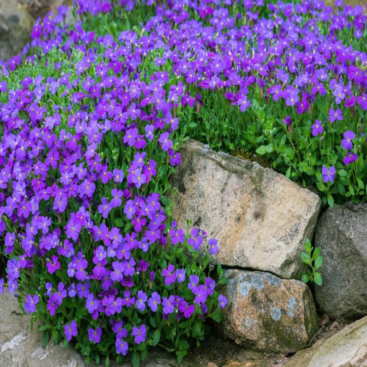 Blaukissen Flower seeds for Planting - Long Bloom Season, Heirloom & GMO Free Seeds for Home Garden