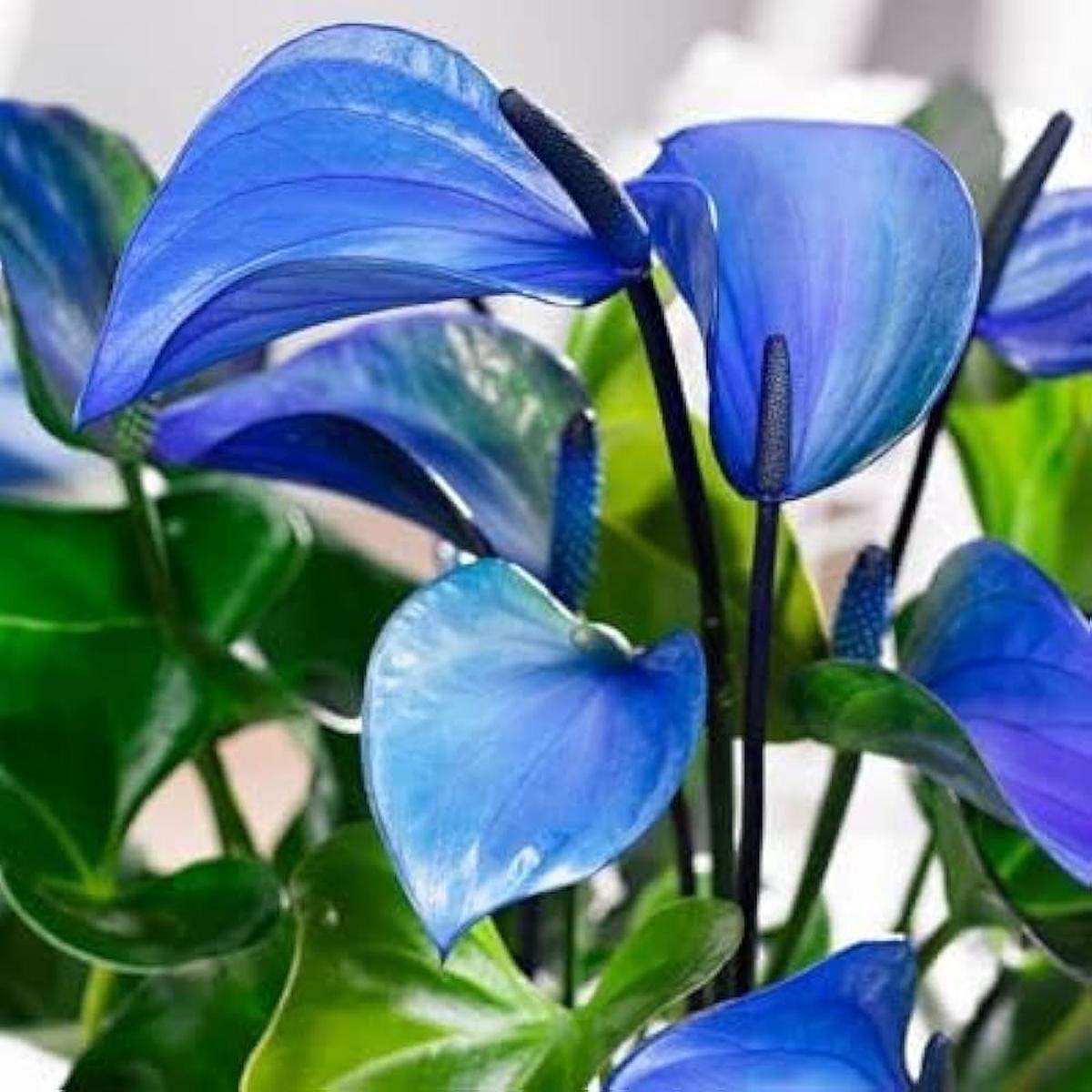 Blue Anthurium Flower Seeds for Planting  Heirloom, Non-GMO, High Germination Organic Garden Seeds
