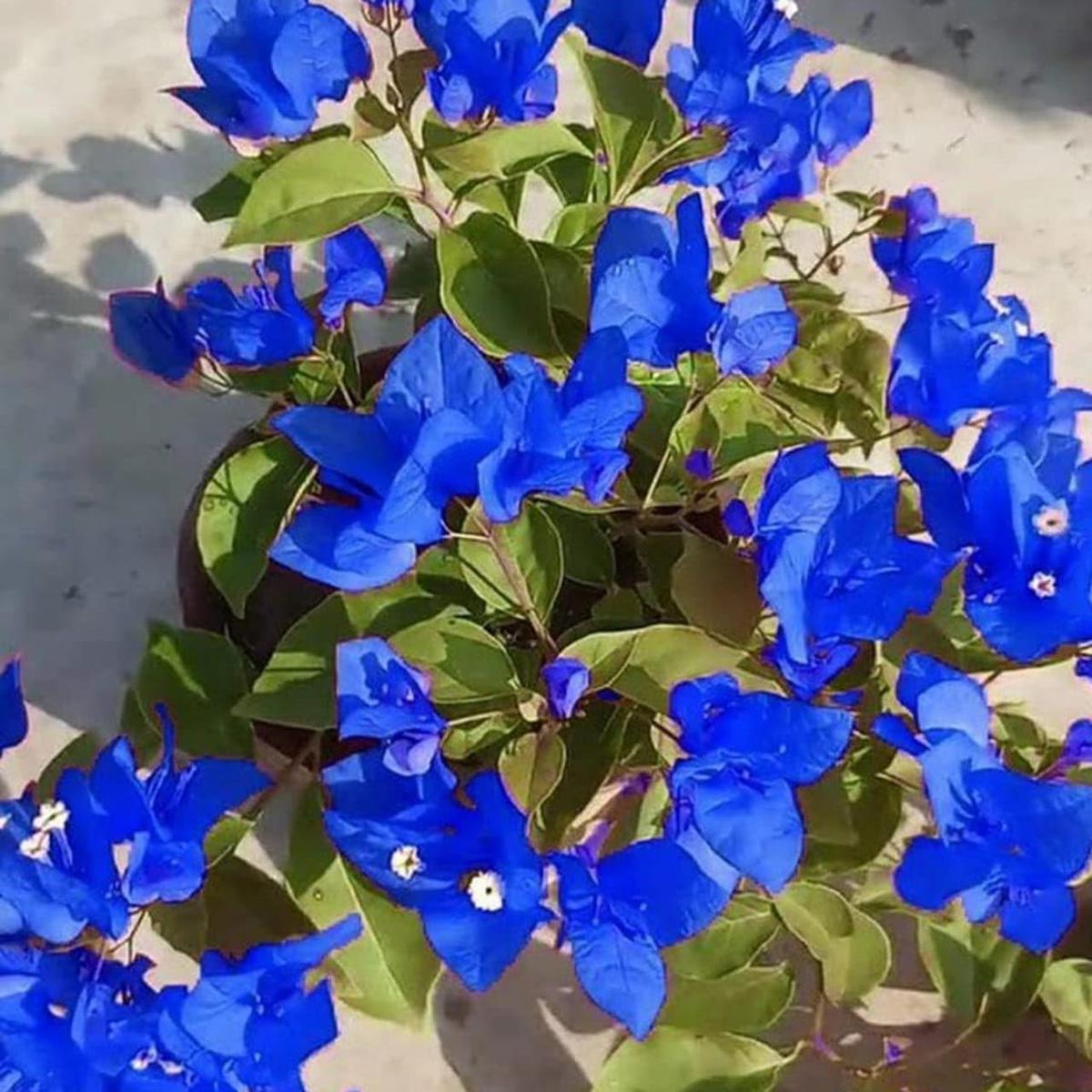 Blue Spectabilis Flower seeds for Planting - Garden Favorite, Heirloom & GMO Free Seeds for Home Garden, High Germination