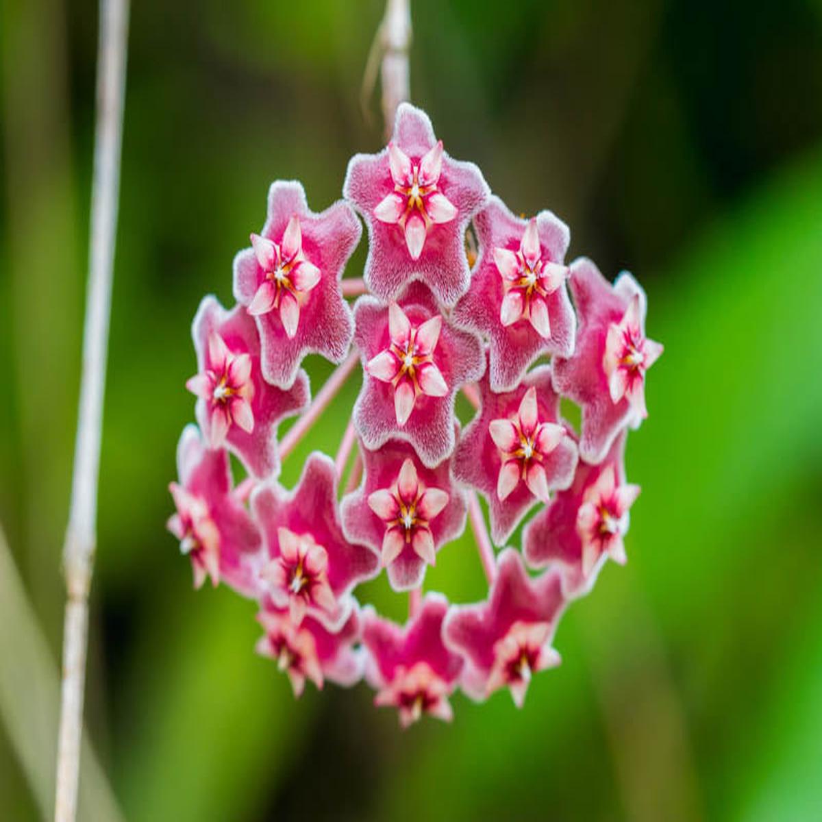 Bright Pink Hoya Flower Seeds for Planting  Heirloom, Non-GMO, Shade Tolerant, High Germination