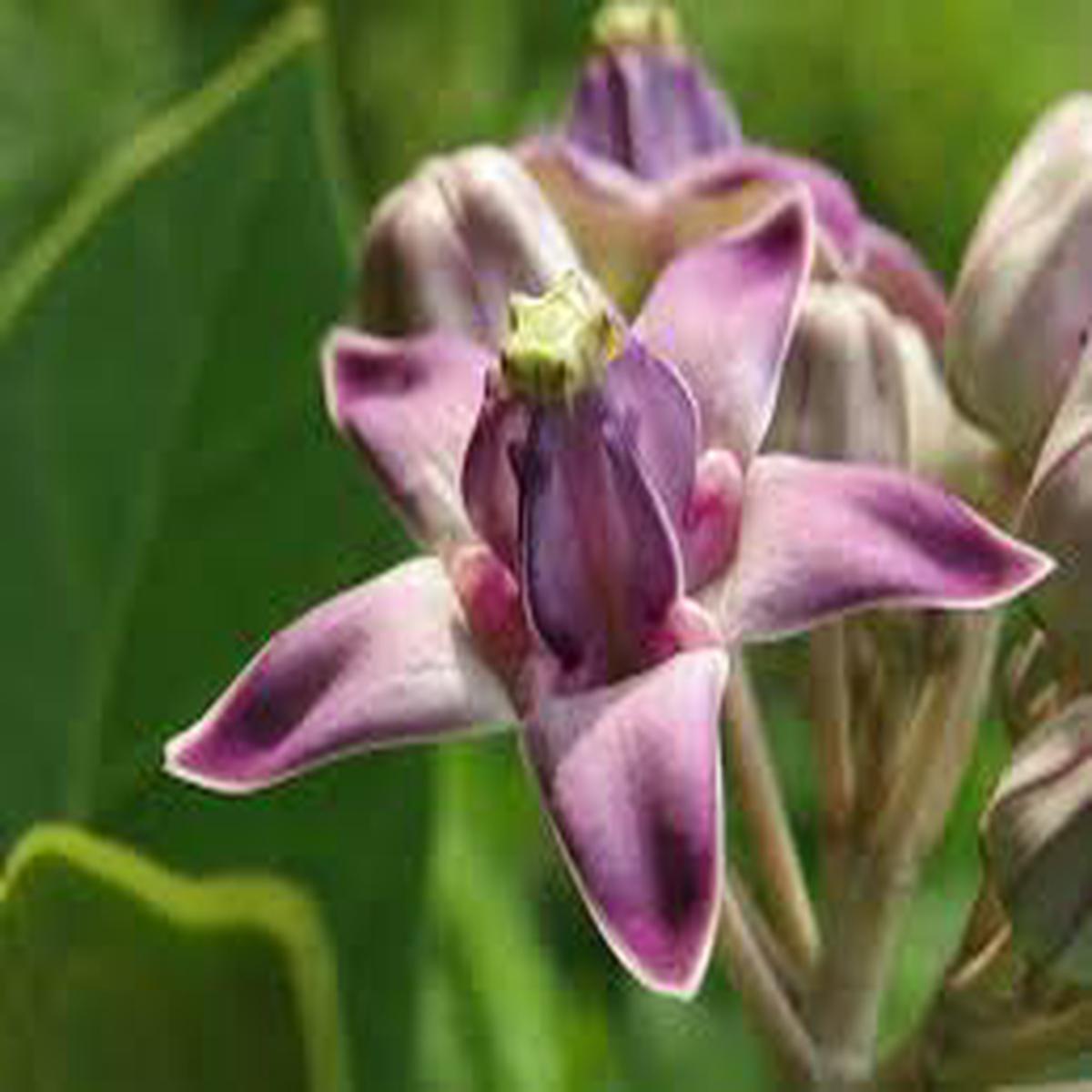 Calotropis Flower Seeds for Planting | Heirloom Non-GMO Organic Garden Seeds | Drought Tolerant, 100pcs