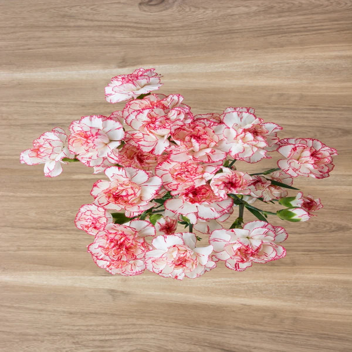 Carnation Pink White Flower Seeds for Planting Heirloom, Non-GMO, High Germination Organic Garden Seeds