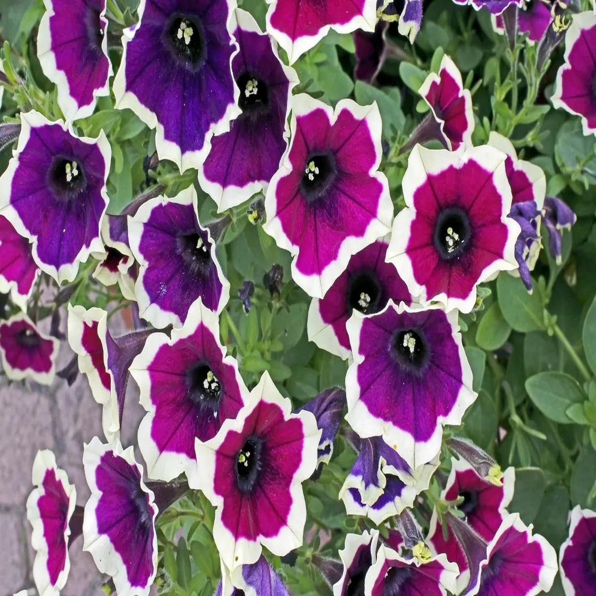 Cascadia Flower Seeds for Planting  Heirloom Non-GMO, High Germination Organic Garden Seeds