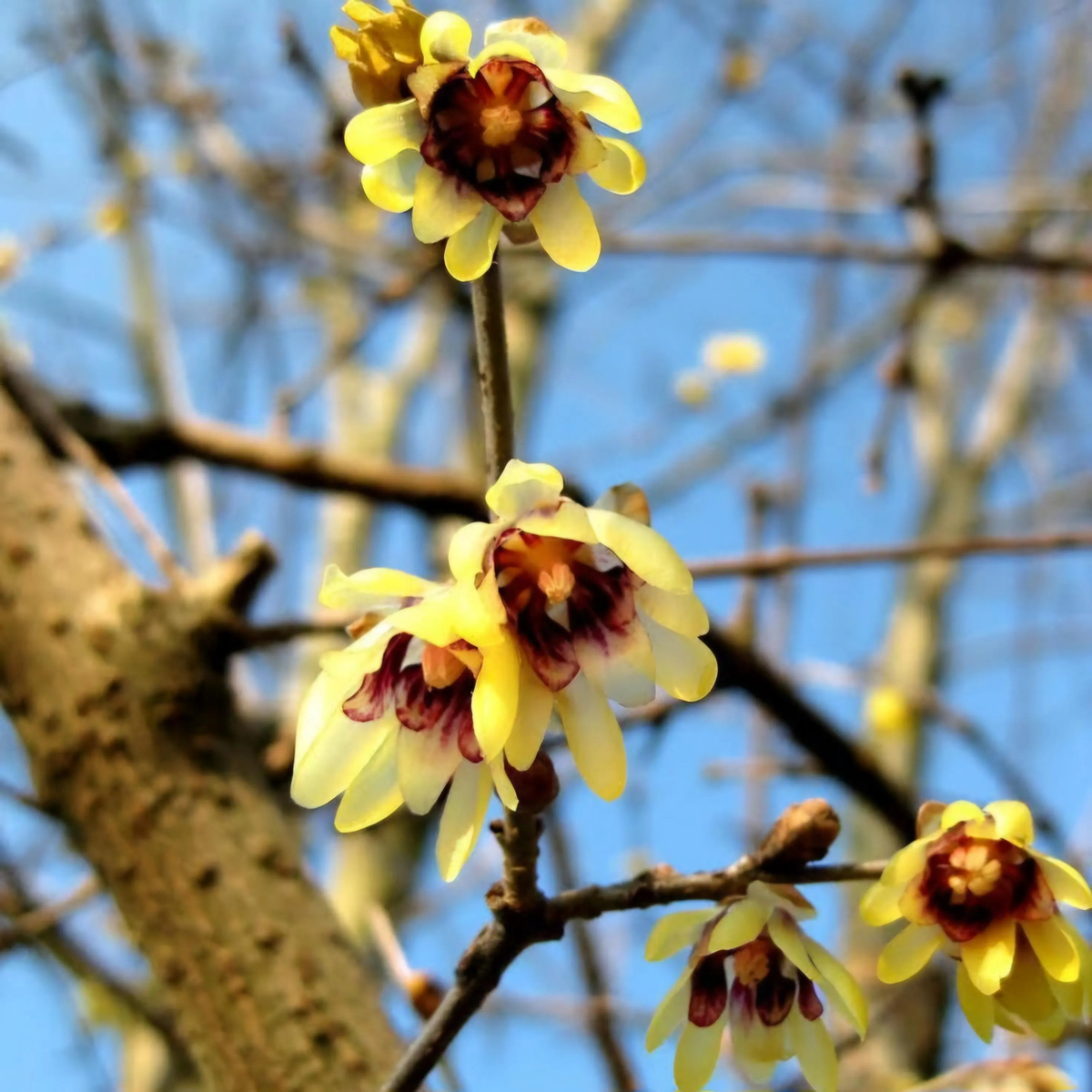 Chimonanthus Wintersweet Flower Seeds for Planting Shade Tolerant, Heirloom, Non-GMO, Organic Garden Seeds