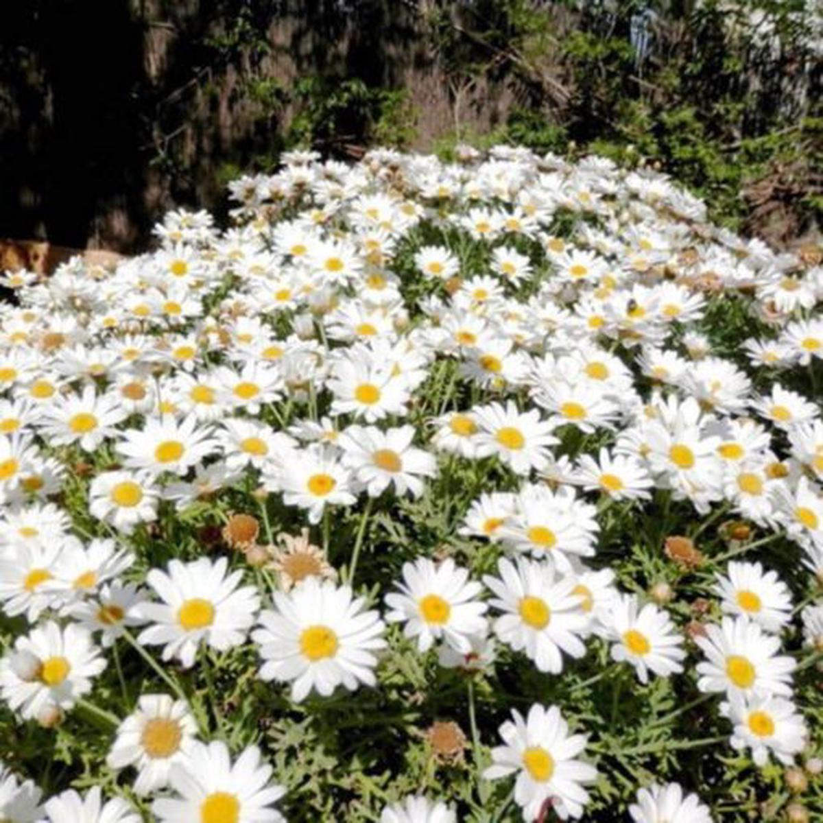 Chrysanthemum Paludosum White  Heirloom, Non-GMO, High Germination Organic Garden Seeds