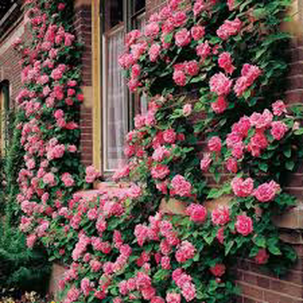 Climbing Rose Flower Seeds for Planting  Garden Favorite, Heirloom, Non-GMO & High Germination Seeds