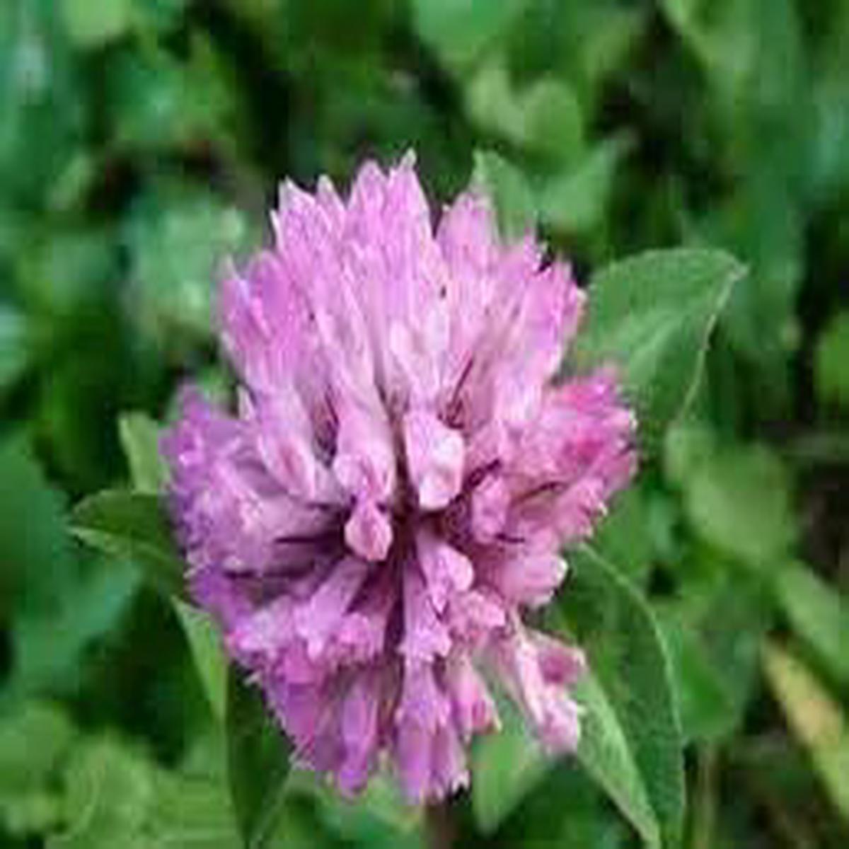 Clover Flower Seeds for Garden - NON GMO Seeds
