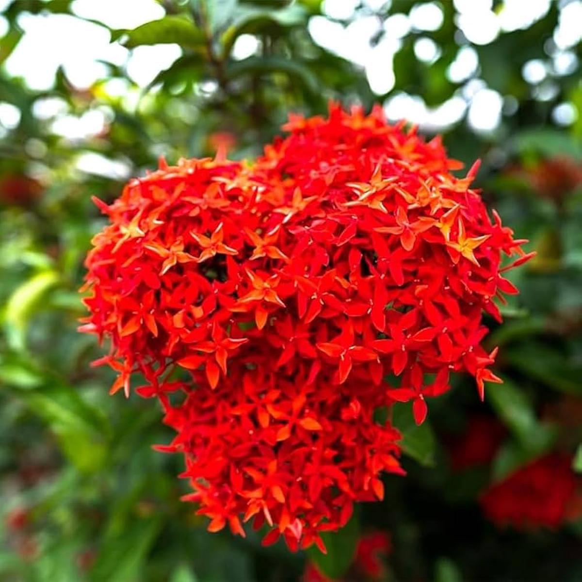 Coccinea Flower seeds for Planting - Low Maintenance, Heirloom & GMO Free Seeds for Home Garden