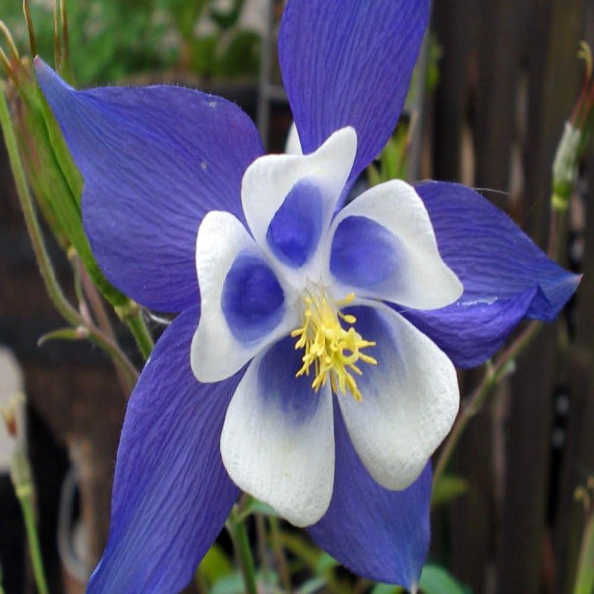Columbine Flower Seeds for Planting  Heirloom, Non-GMO, Sun-Loving Organic Garden Seeds