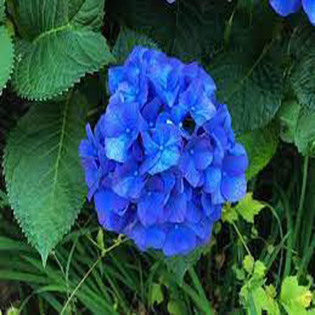 Deep Blue Hydrangea Flower Seeds  Heirloom Non-GMO High Germination Seeds for Planting Garden Blooms