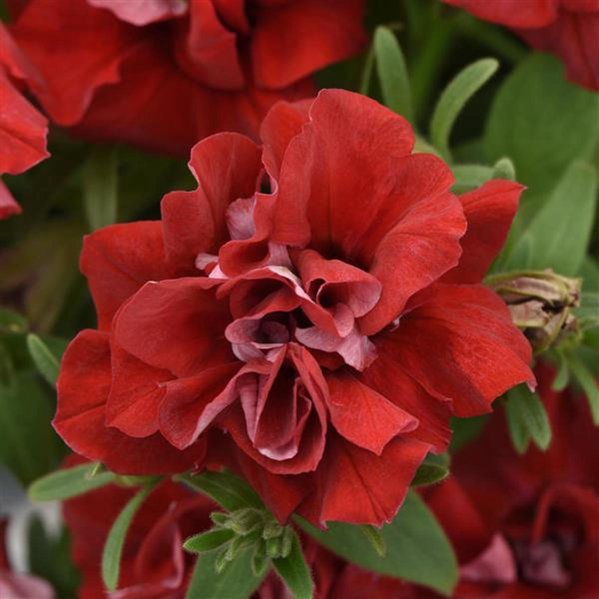 Double Wave Red Petunia Flower Seeds for Planting Heirloom, Non-GMO, High Germination Garden Seeds