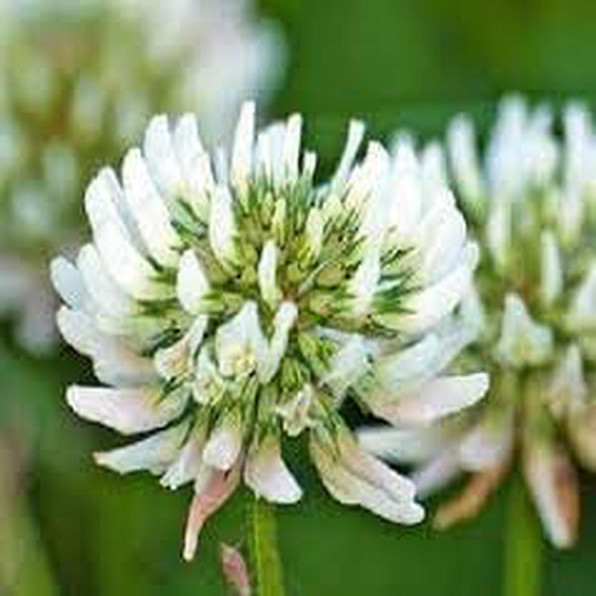 Dutch Flower Seeds for Planting Heirloom, Non-GMO, Long Bloom Season, High Germination Organic Garden Seeds
