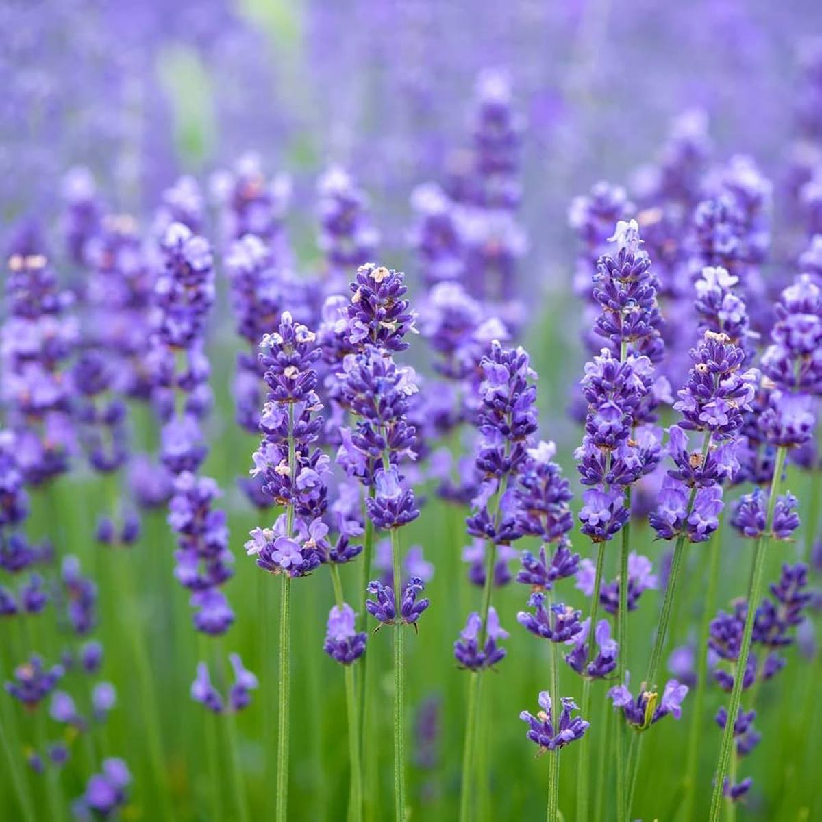 English Lavender (Lavandula angustifolia) Flower seeds for Planting - Premium Quality, Heirloom & GMO Free Seeds for Home Garden