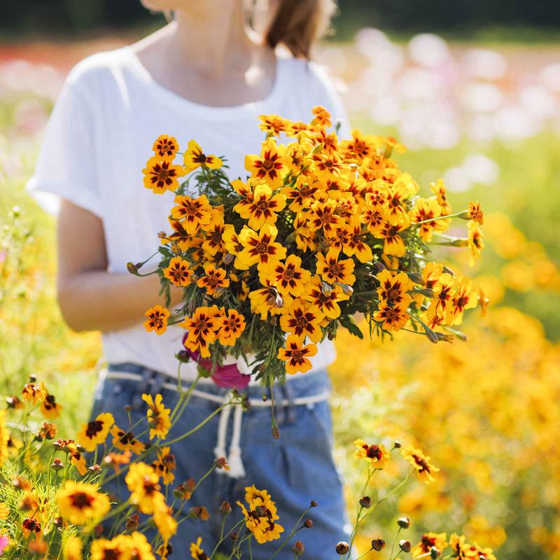 French Marigold Seeds (Dwarf) - Dainty Marietta