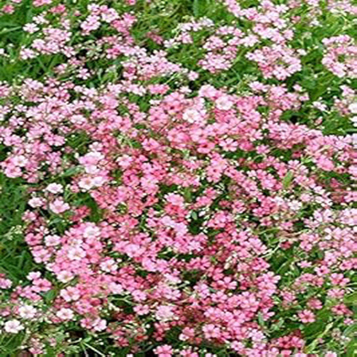 Fresh Light Pink Gypsophila Seeds for Planting Heirloom, Non-GMO, High Germination Organic Garden Seeds for Delicate Blooms