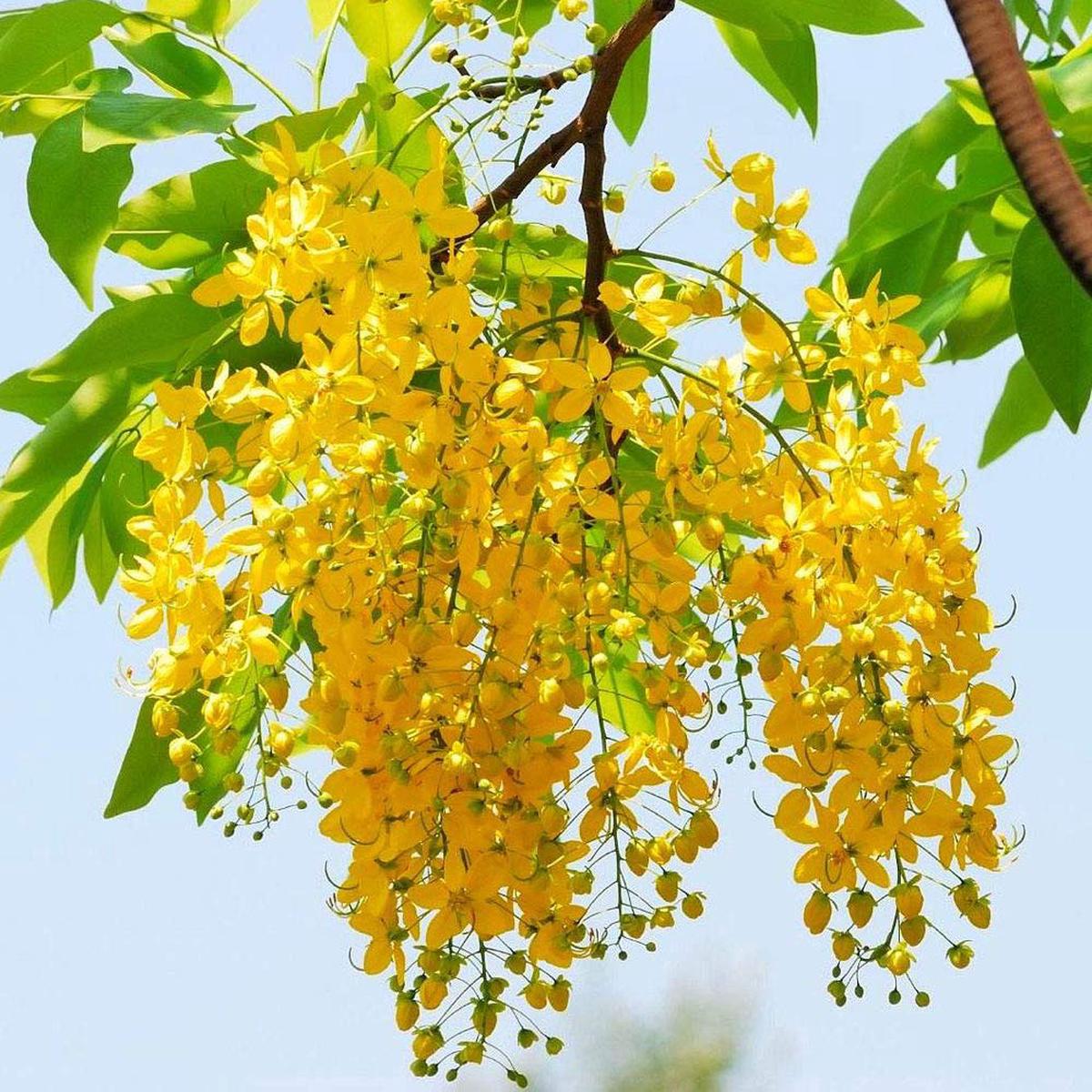 Golden Shower (Cassia Fistula) Flower Seeds for Planting  Heirloom, Non-GMO, Drought-Tolerant, Perennial