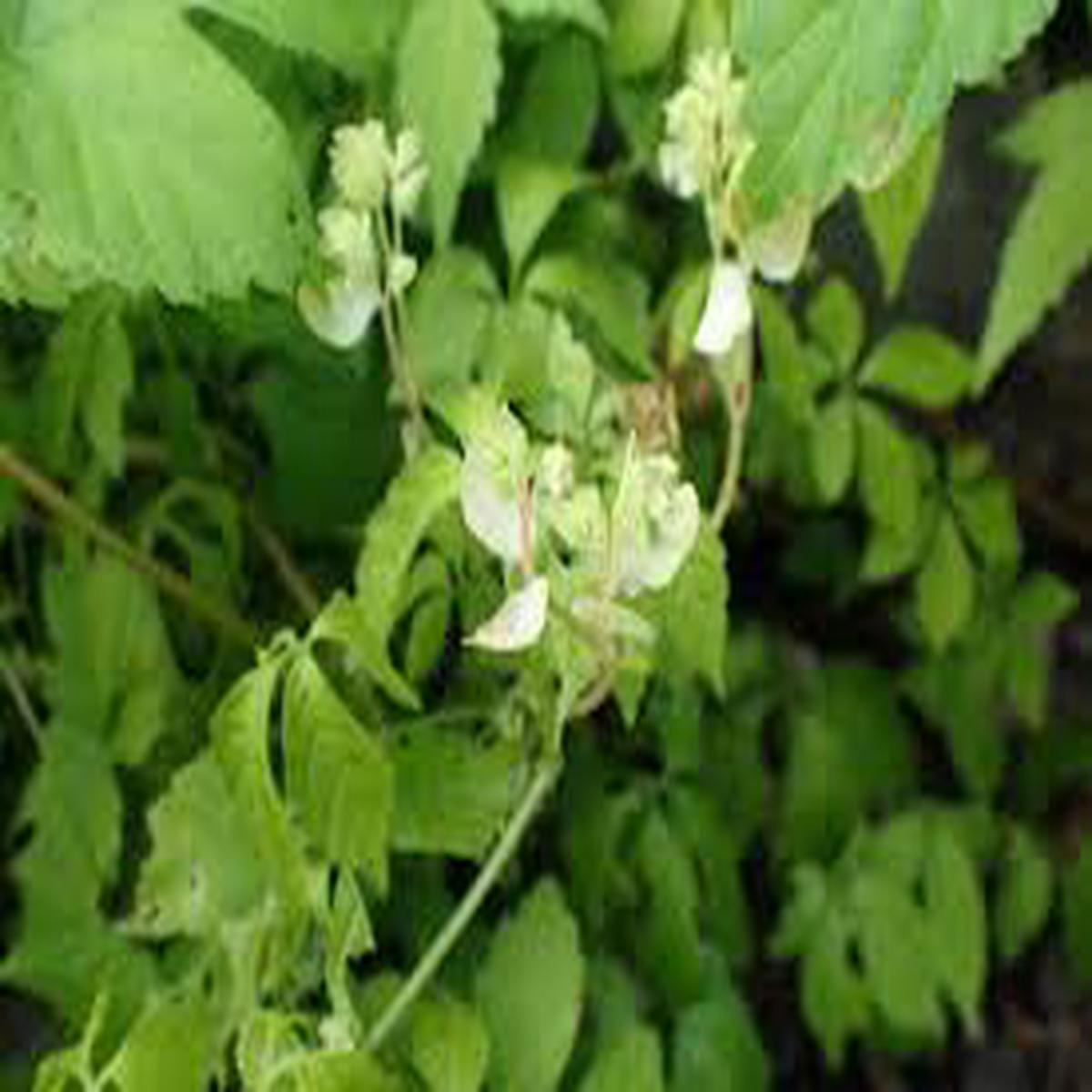 Gynostemma Pentaphyllum Flower Seeds for Planting Heirloom, Non-GMO, High Germination Organic Garden Seeds (100pcs)
