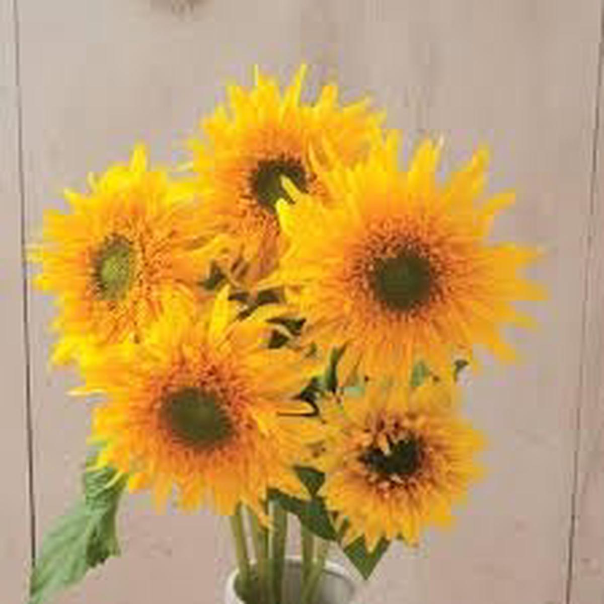 Heirloom Burst SunFlower seeds for Planting Drought Tolerant Heirloom & GMO Free Seeds for Home Garden