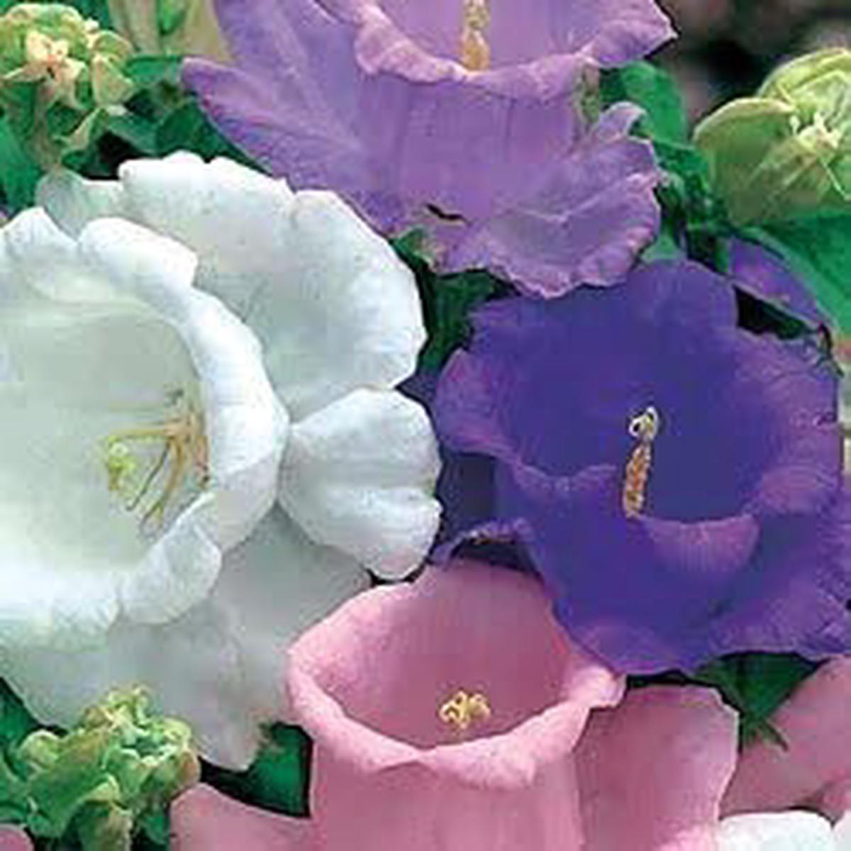 Heirloom Campanula Canterbury Mix Seeds for Colorful Bell Flowers
