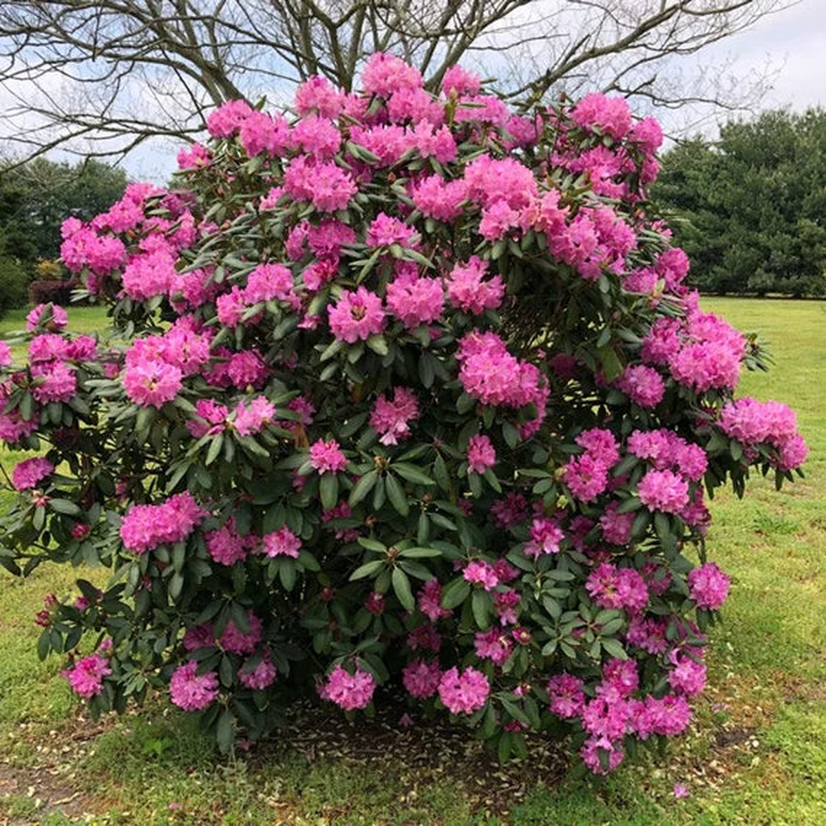 Heirloom Catawba Rhododendron Flower Seeds - Non-GMO, High Germination Organic Flowering Shrub Garden Seeds for Planting