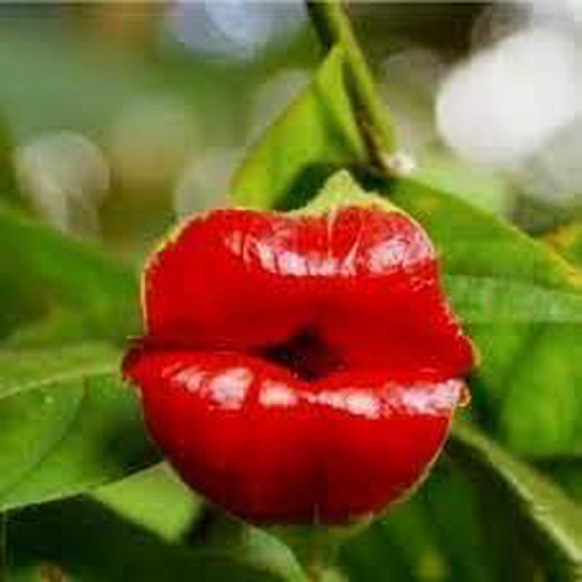 Heirloom Lips Flower seeds for Planting Seasonal Bloomer Heirloom & GMO Free Seeds for Home Garden