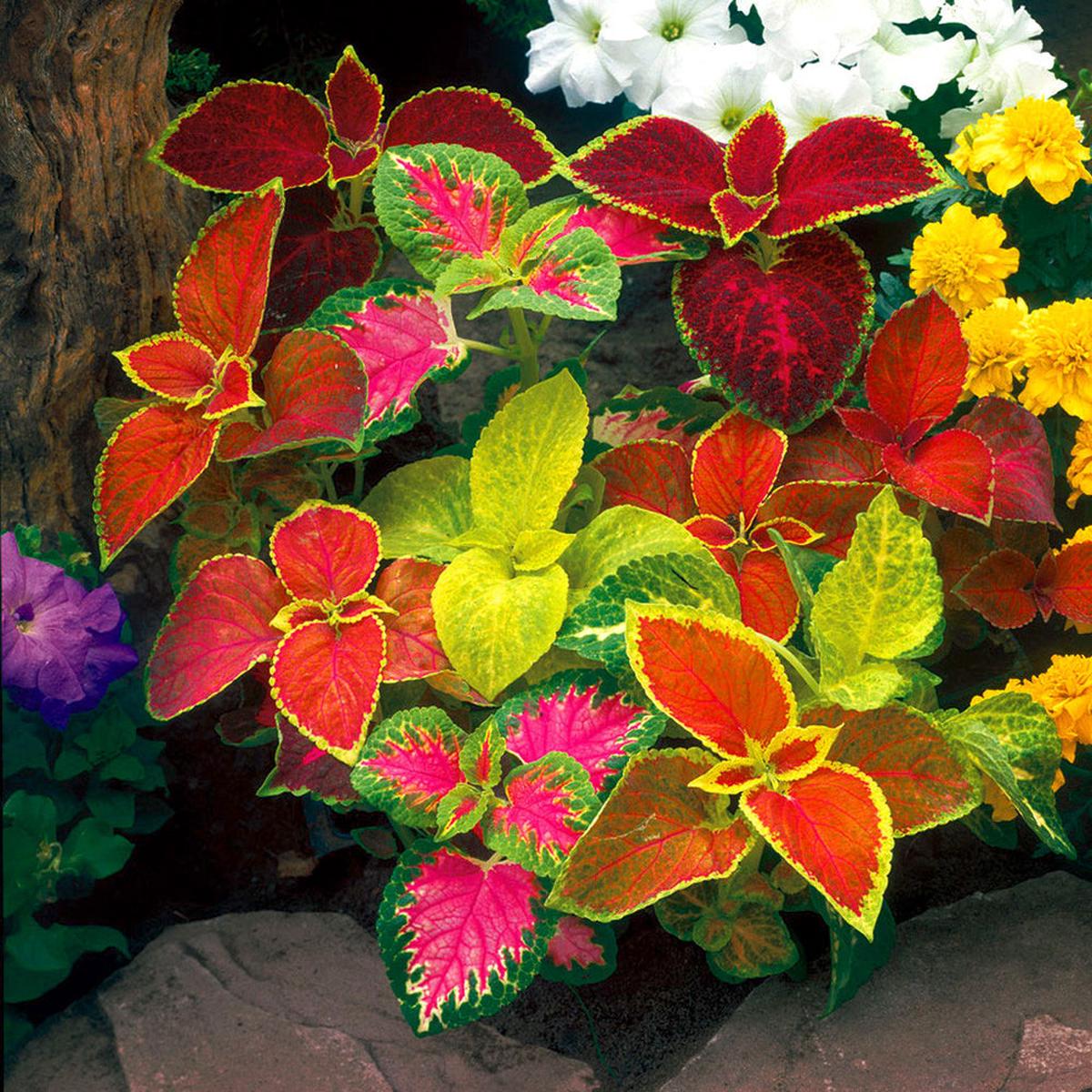 Heirloom Mixed Color Coleus Flower Seeds for Planting Non-GMO, Vibrant Ornamental Foliage Variety