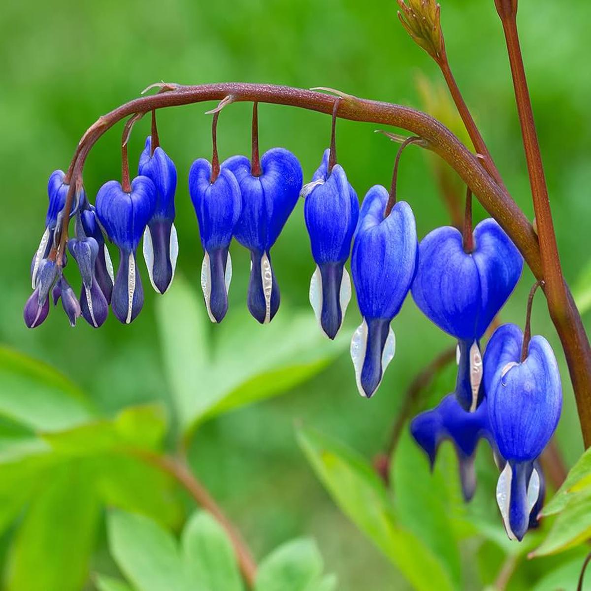 Heirloom Non-GMO Blue Bleeding Heart Flower Seeds for Planting Unique Garden Borders, High Germination