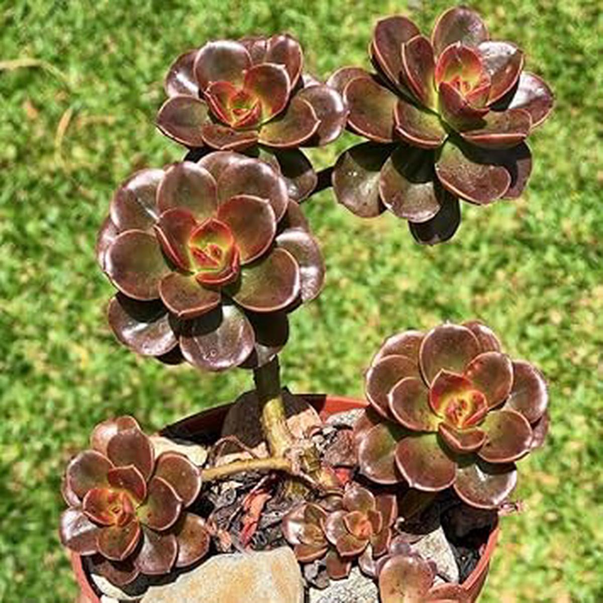 Heirloom Non-GMO Chocolate Succulent Flower Seeds for Planting High Germination Organic Garden Seeds