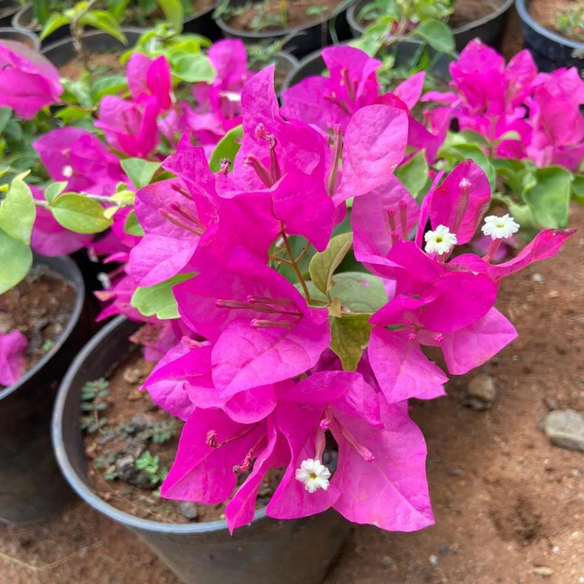 Heirloom Non-GMO Soft Pink Bougainvillea Flower Seeds for Planting - Organic Garden Seeds, High Germination