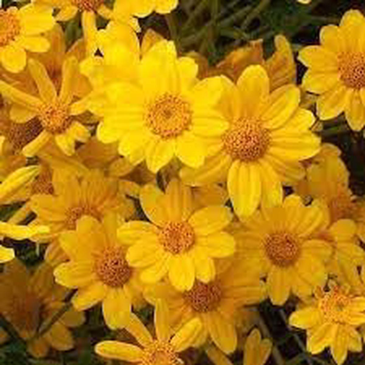 Heirloom Non-GMO Sunshine Flower Seeds for Planting  Bright Blooms for Vibrant Garden Displays