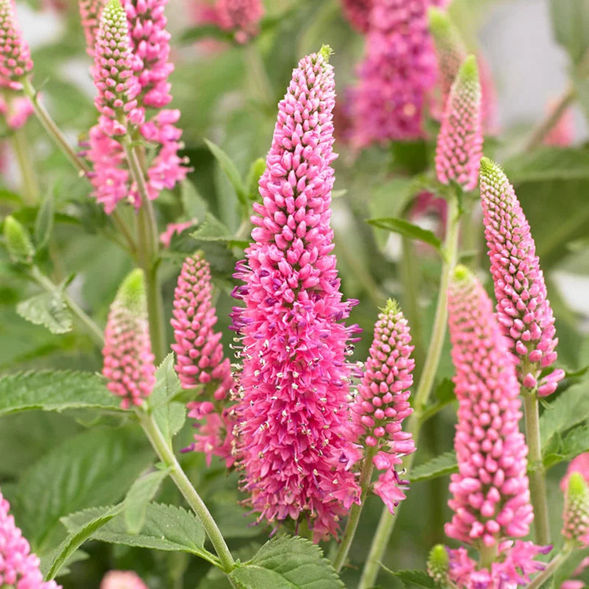 Heirloom Pink Veronica Flower Seeds for Planting  Non-GMO Spiked Blooms, High Germination Organic Garden Seeds