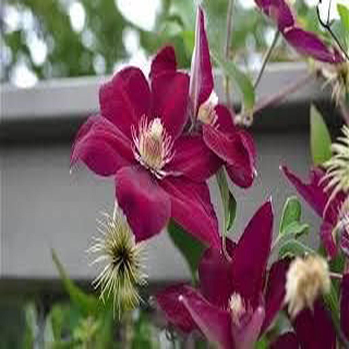 Heirloom purple Yellow Clematis Flower Seeds  Non-GMO Climbing Garden Blooms for Planting