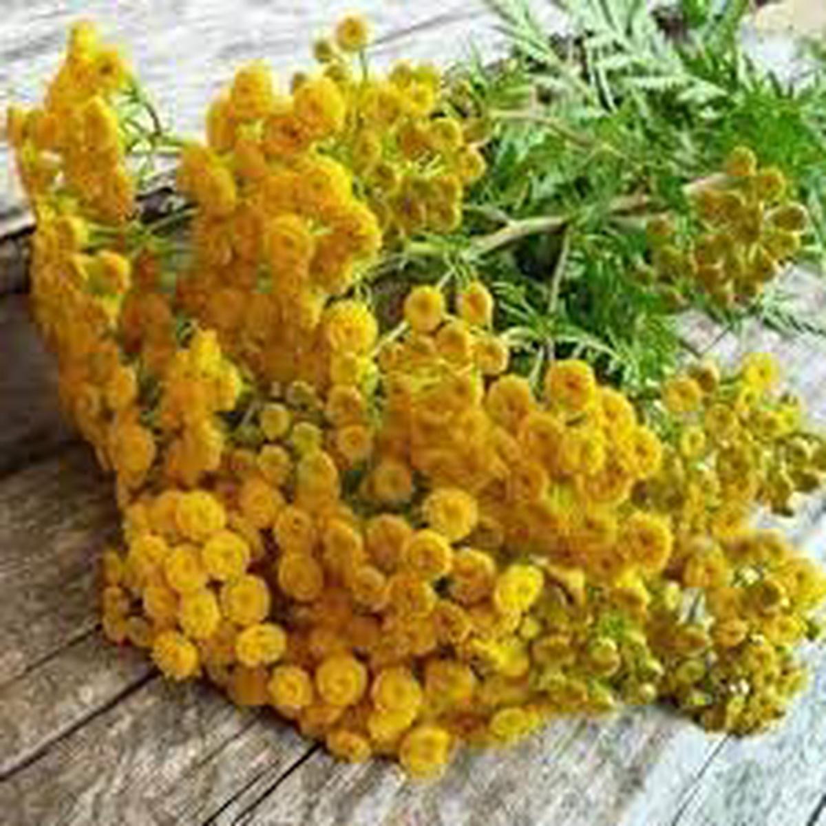Heirloom Tansy Flower Seeds for Planting | Non-GMO, High Germination, Organic Garden Seeds