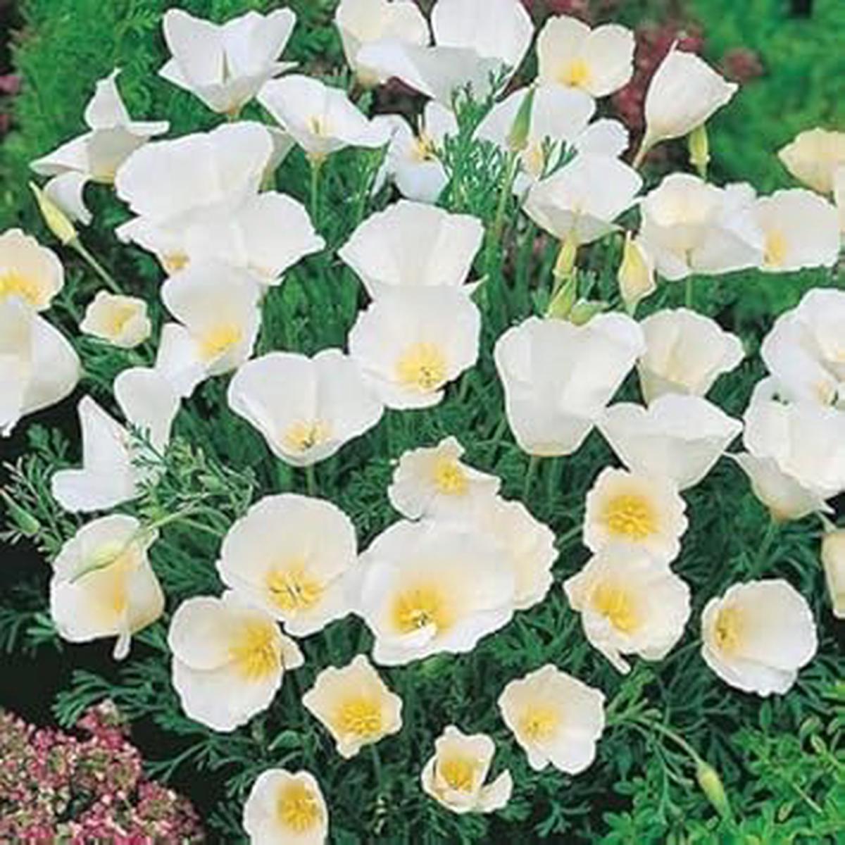 Heirloom White Eschscholtzia Jardim Flower Seeds for Planting  Non-GMO, Elegant Garden Blooms