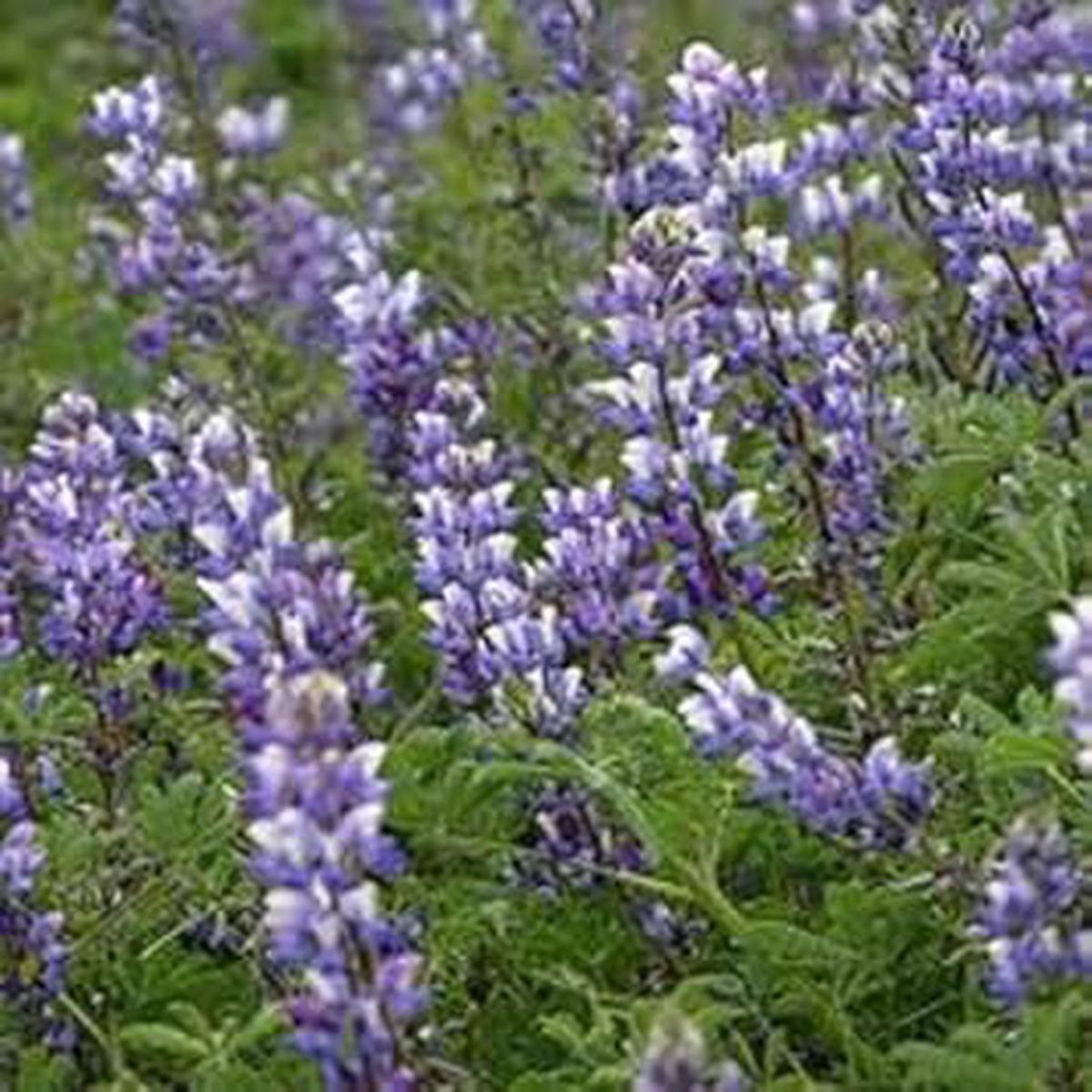 Lavender Arroyo Lupine Flower seeds for Planting - Compact Growth, Heirloom & GMO Free Seeds for Home Garden