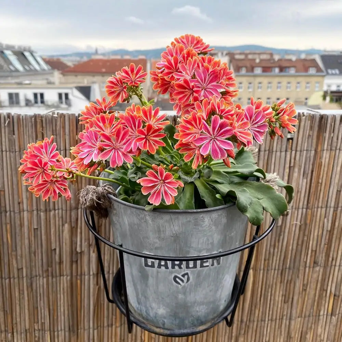Lewisia Flower seeds for Planting Cut Flower Favorite Heirloom & GMO Free Seeds for Home Garden