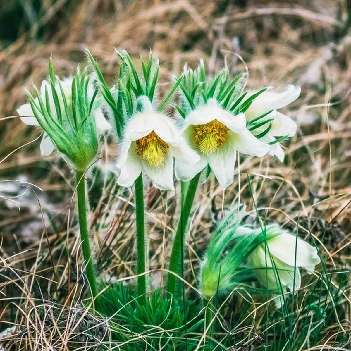 Light Green Anemone Pulsatilla Flower Seeds for Planting  Heirloom, Non-GMO Cottage Garden Essential