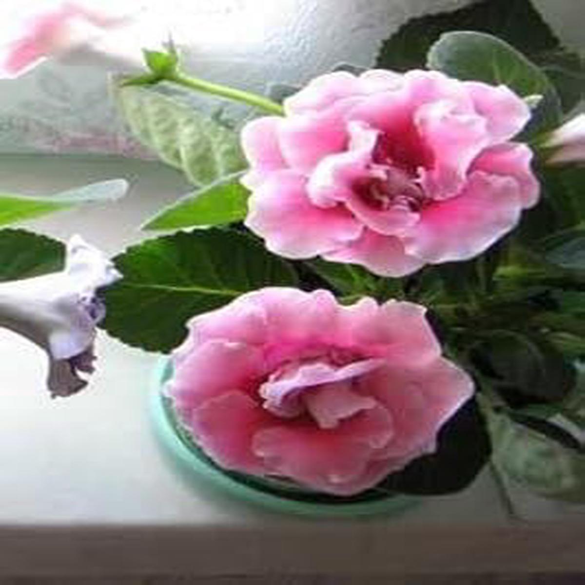Light Pink Gloxinia Flower seeds for Planting - Low Maintenance, Heirloom & GMO Free Seeds for Home Garden