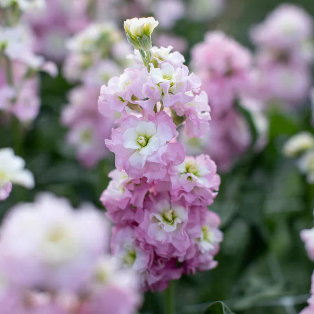 Light Pink Matthiola Incana Flower seeds for Planting Vibrant Colors Heirloom & GMO Free Seeds for Home Garden Sale