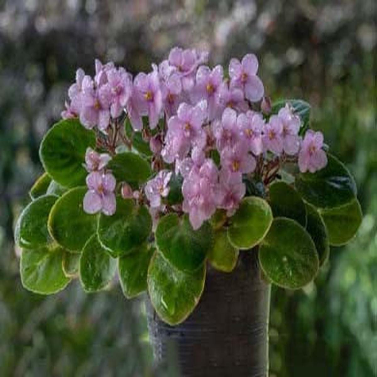 Light Pink Mini Violet Flower Seeds for Planting  Heirloom, Non-GMO, Seasonal Bloomer, High Germination