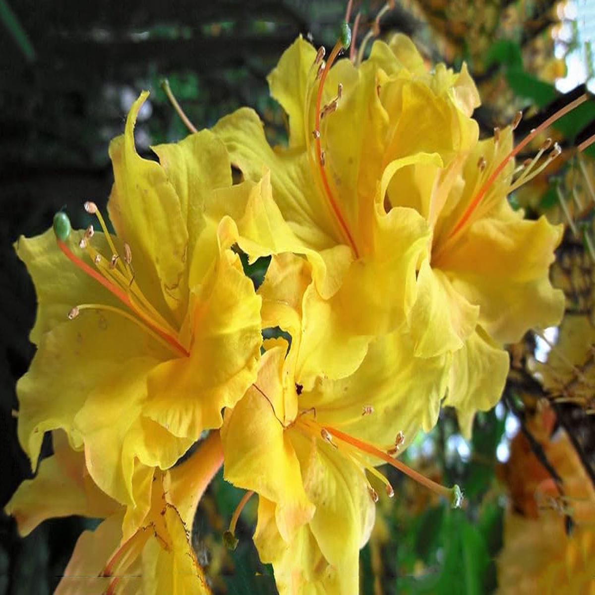 Light Yellow Rhododendron Flower Seeds for Planting  Heirloom Non-GMO High Germination Seeds
